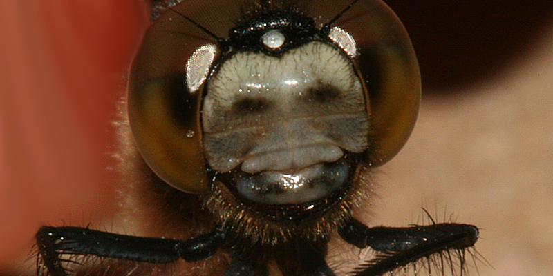 view of front of head
