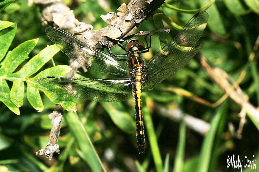 unknown dragonfly