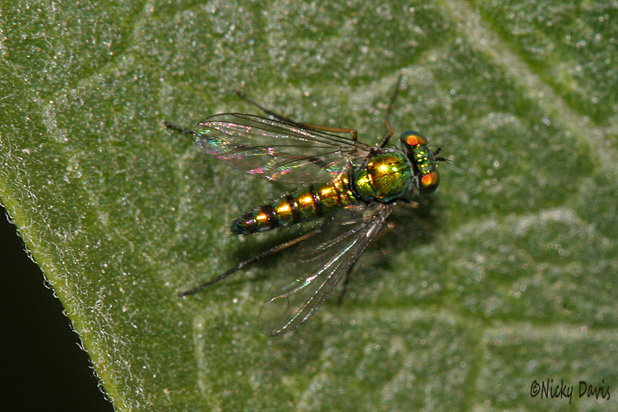 iridescent fly dolichopodidae