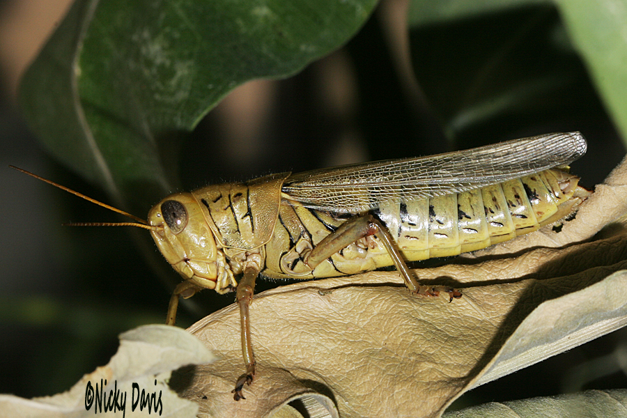 gold grasshopper