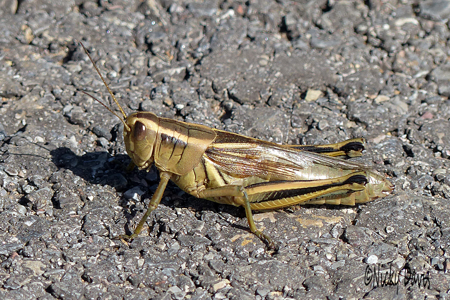 golden grasshopper
