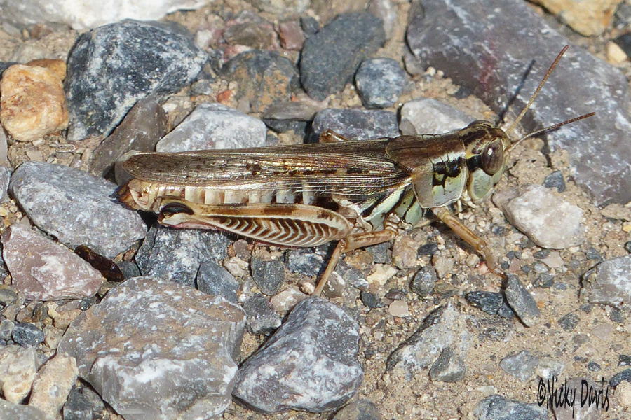 green Grasshopper at Holmansville Pass Rd.
                    Tooele County, Utah