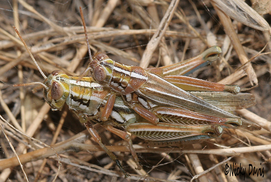 utahlake grasshoppers