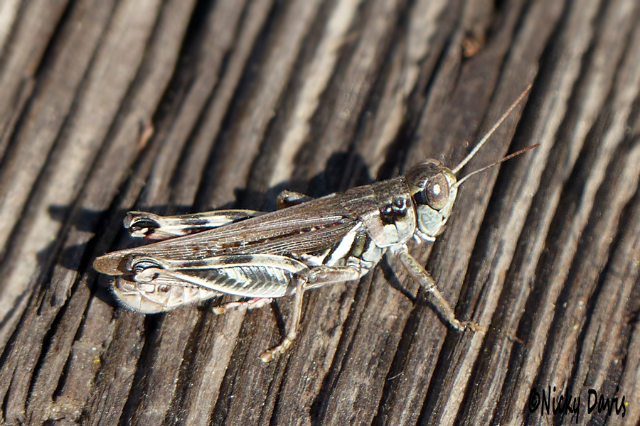 grasshopper at Stansbury Island