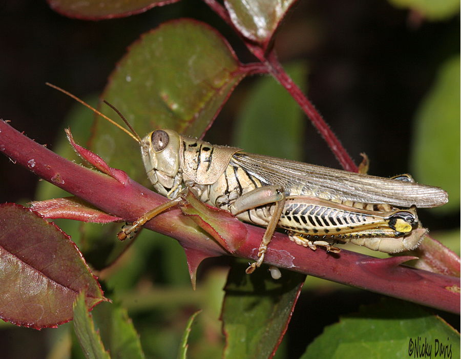 grasshopper on rose in Draper