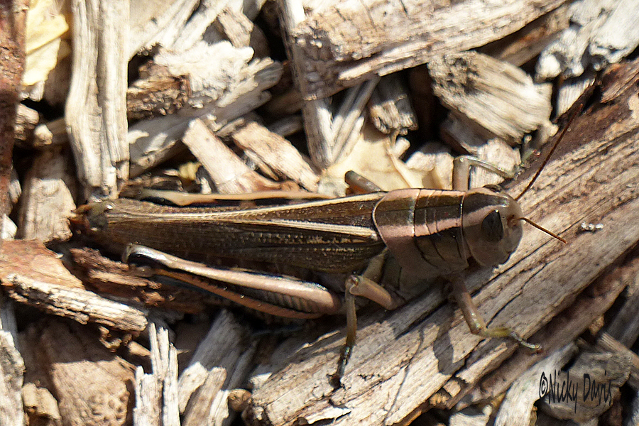Bronze colored Grasshopper