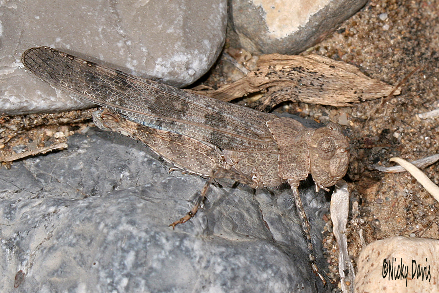 Grasshopper at Mercur