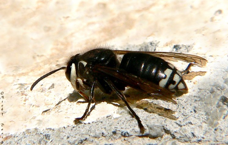 Male Baldfaced Hornet