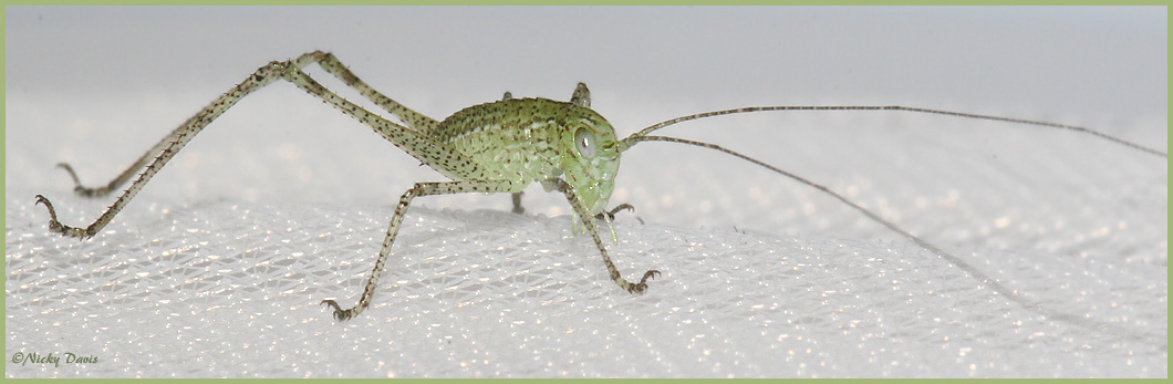 Katydid, emerged from eggs today - March 19, 2006