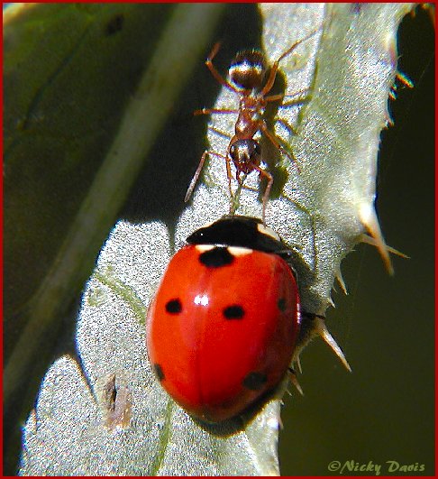 Ladybug vs Ant