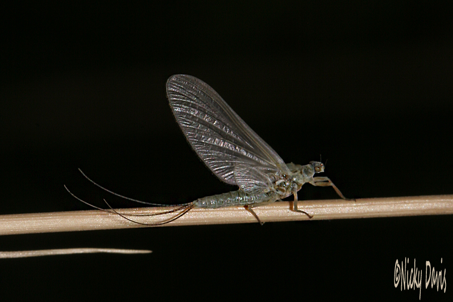 Hexagenia, mayfly