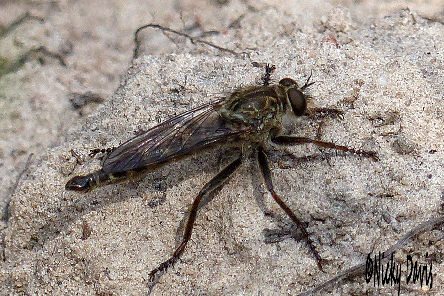 robberfly at Uinta Mountains