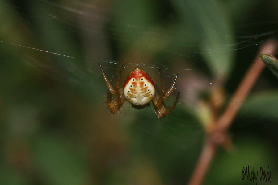 8 spotted variant of 6 spotted Orb-weaver