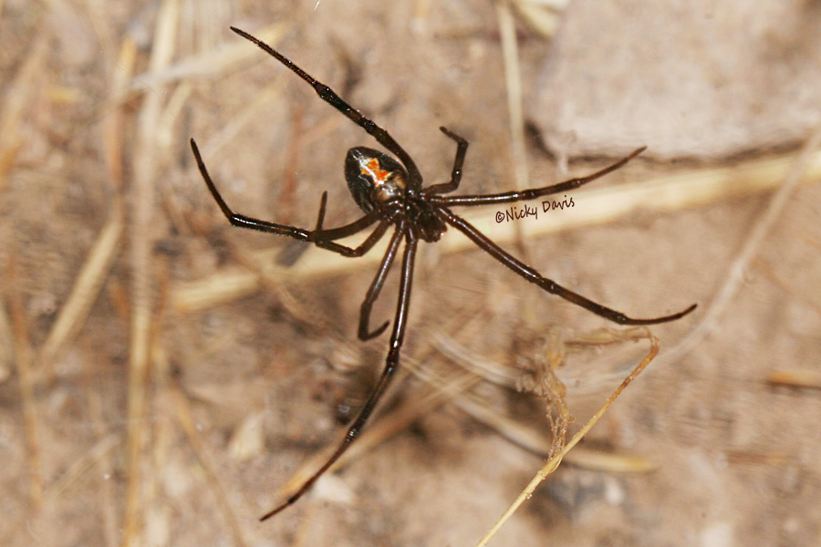 male Black Widow