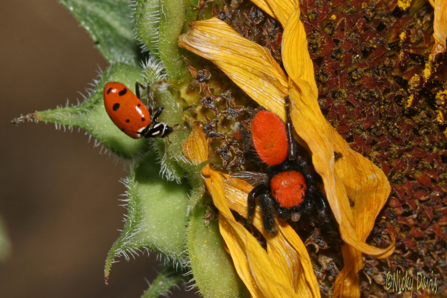 apacheanus and ladybug