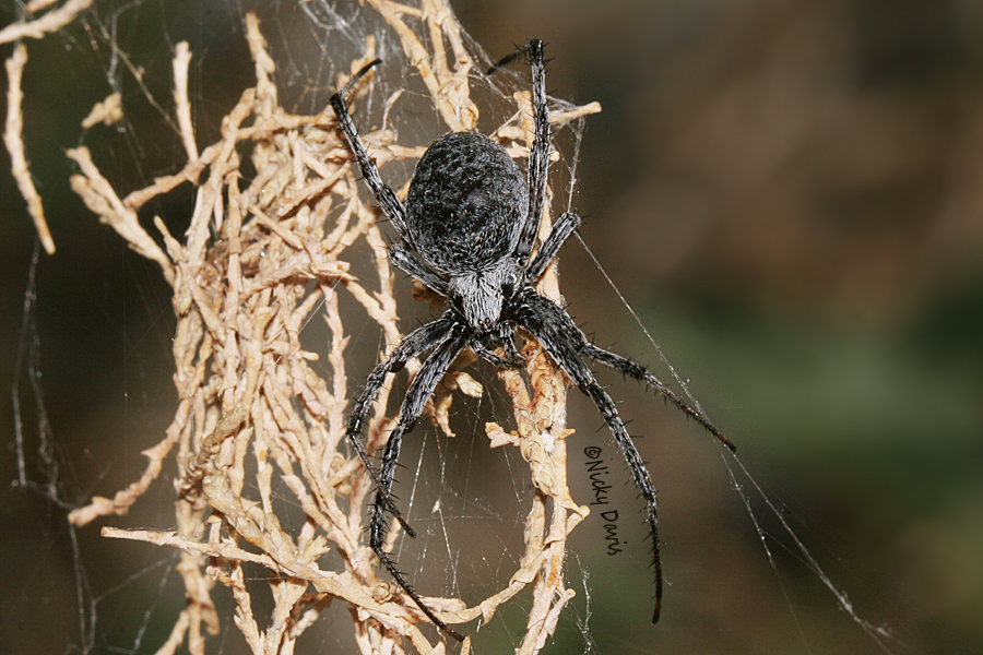 charcoal colored spider