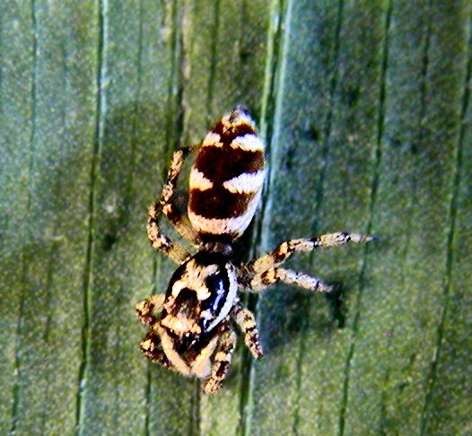 Zebra Jumping Spider, Araneae Salticus scenicus, July
              19, 2004, Draper, Salt Lake County, Utah, ©Nicky Davis