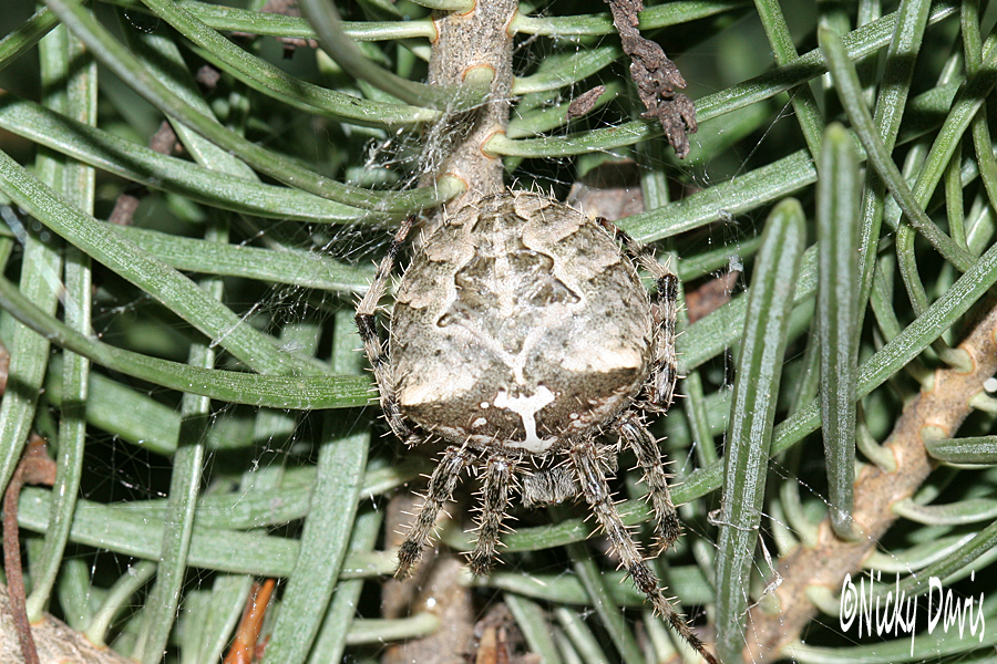 spider in evergreen