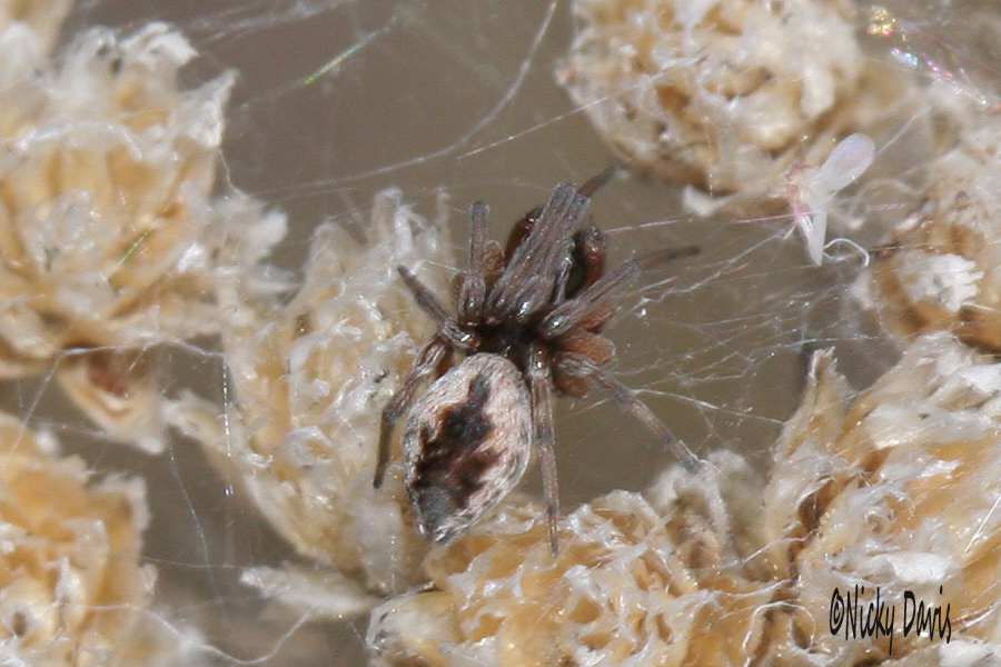 white spider with dark pattern on back
                  photographed at Antelope Island