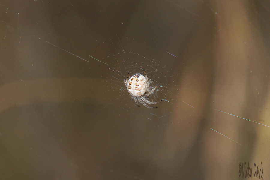 white spider with dark pattern