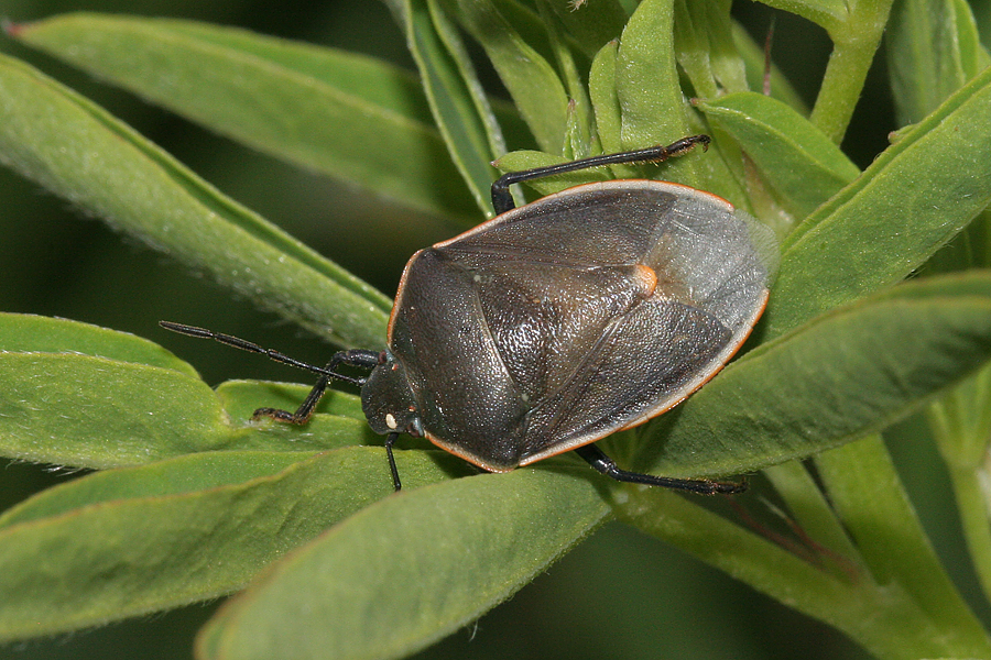 granulosa stinkbug