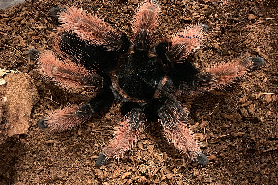 after molt on March 30, 2019