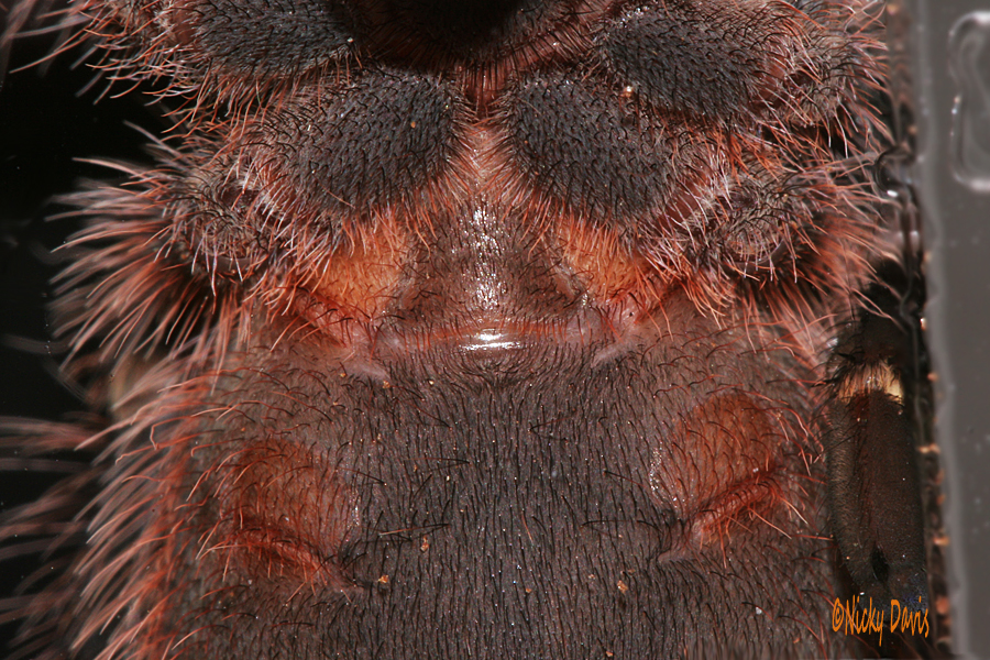 underside of tarantula