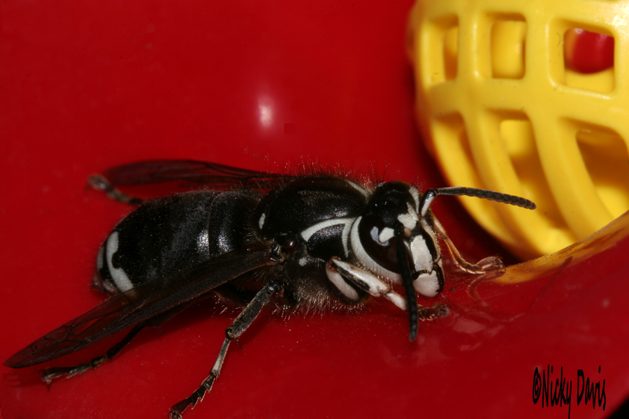 unknown bee