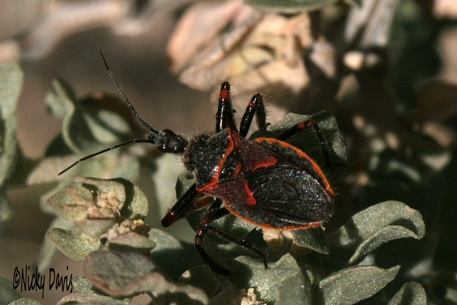 black red bug at mercur