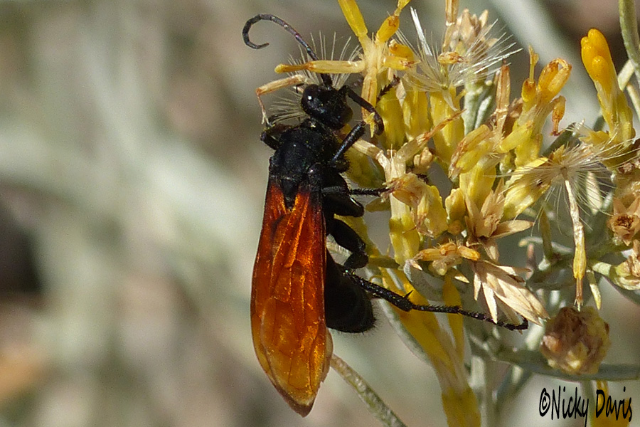 black wasp with orange wings