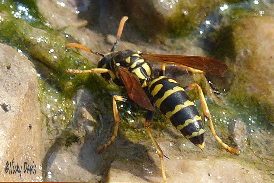 black and yellow abdomen_yellow antennae