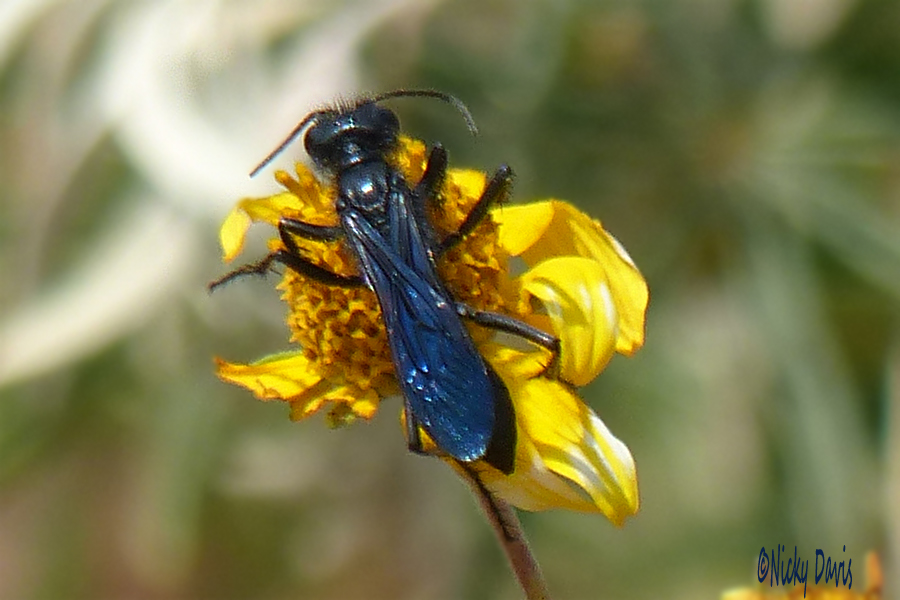 blue/black wasp