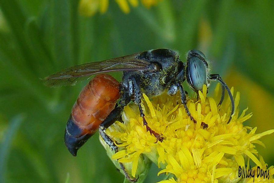 Blue-eyed Wasp