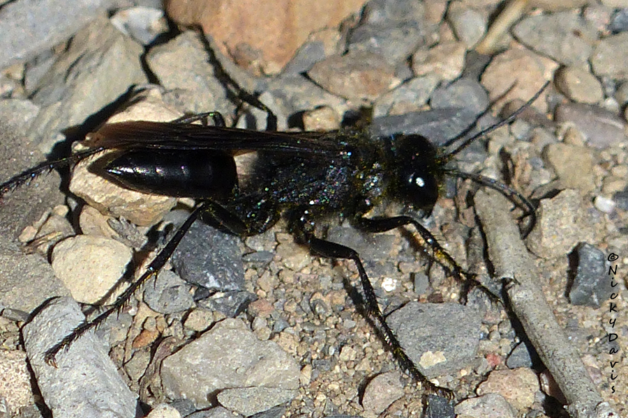 black thread-waisted wasp