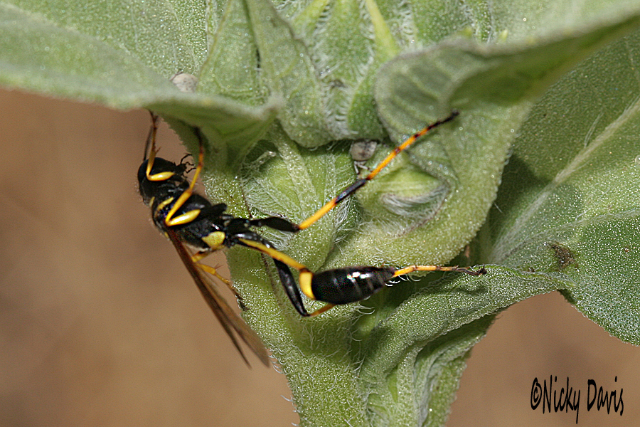 yellow-legged Thread-waisted Wasp