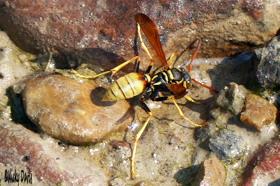 Wasp at Nephi Canyon