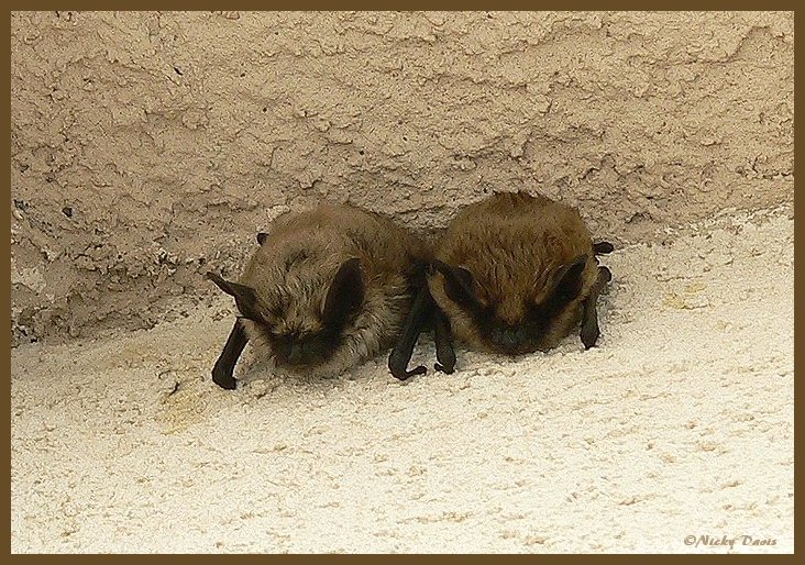 Big Brown
                Bats