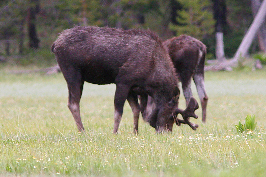 Bull and Cow Moose