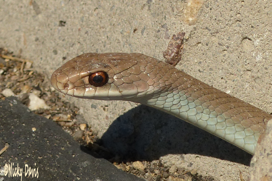 snake at Antelope Island