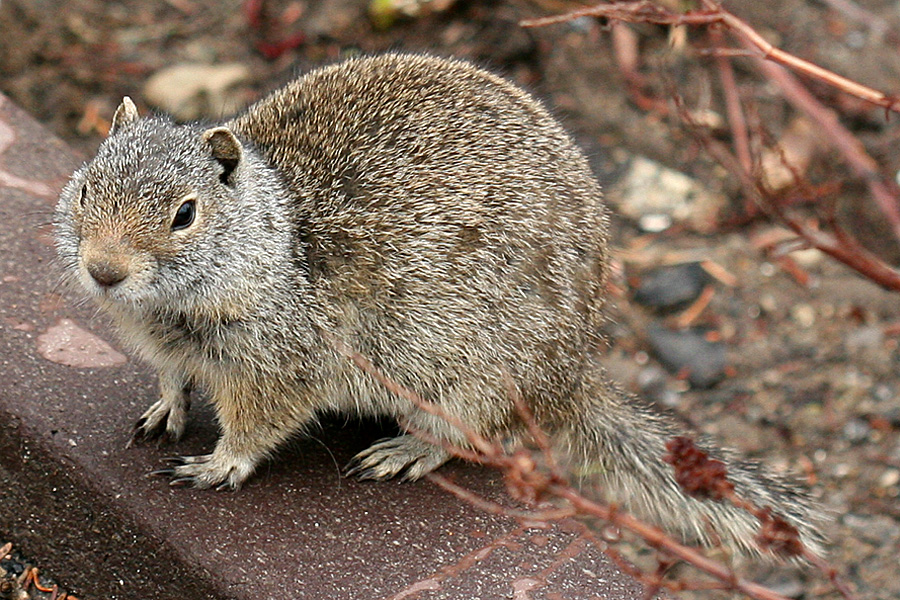 Ground Squirrel at Silver Lake