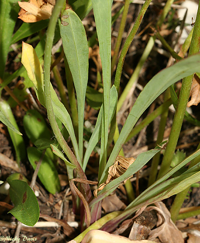 leaves of Agoseris aurantiaca