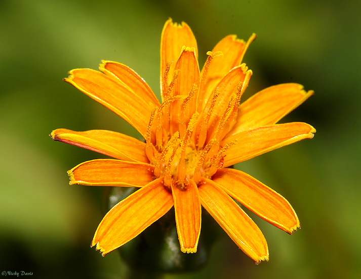 Agoseris aurantiaca flower