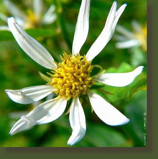 Up to 3 feet tall when growing by a stream in the canyons above 6000 feet , less than 20 white petals each up to 1 inch long, lance shaped leaves and flowers July into September