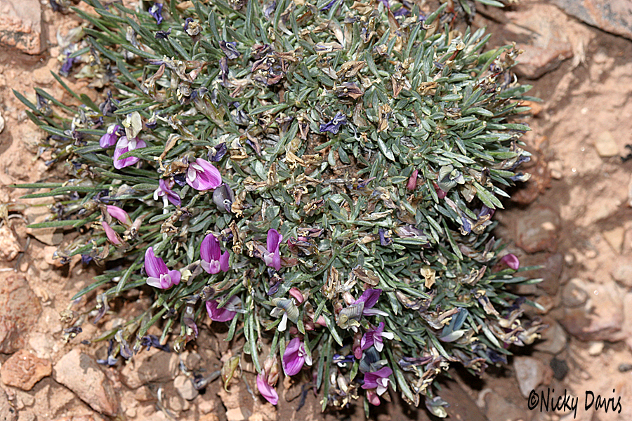 Astragalus
              detritalis