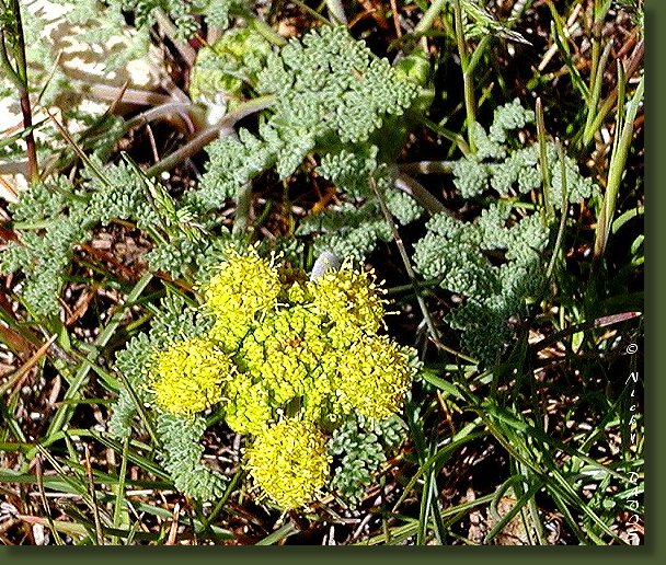 Apiaceae(ay-pee-AY-see-ee) (carrot) , Genus: Lomatium  (loh-MAH-tee-um) , Species: Foeniculaceum  (fen-ee-kul-ah-KEE-um) , Variety: Macdougalli