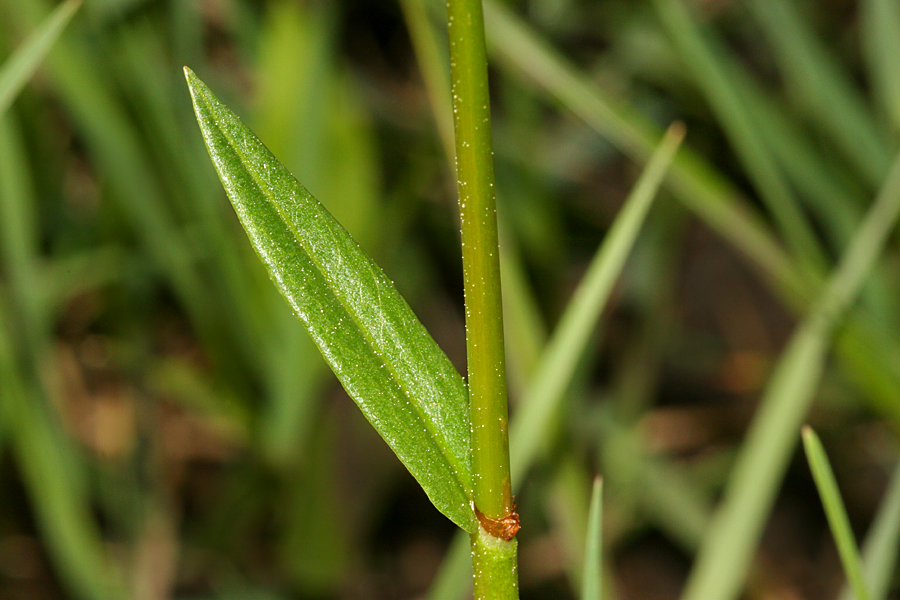 stem and leaves