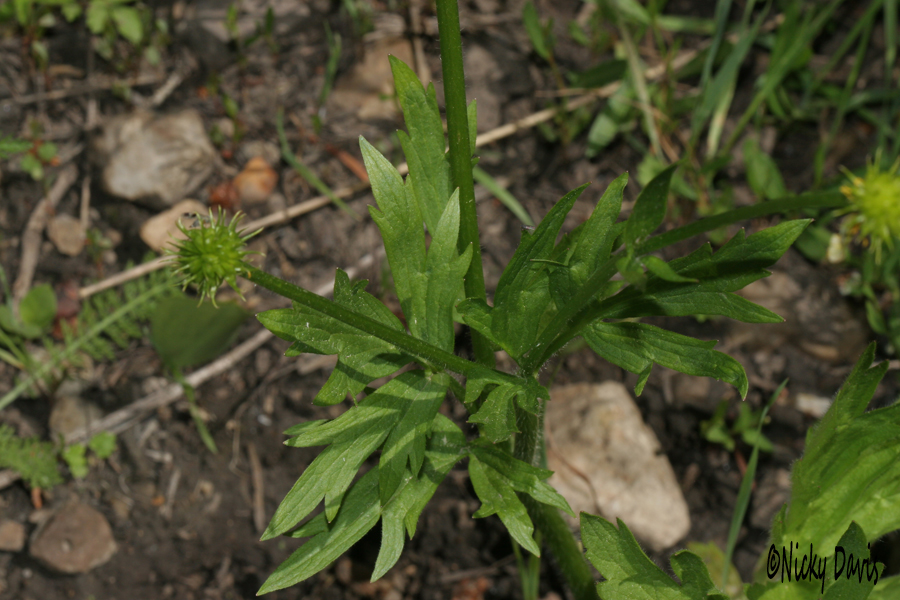 leaves of Smooth Buttercup