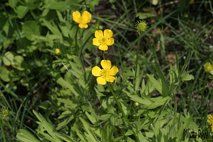 Smooth buttercup, ranunculus glaberriums plant