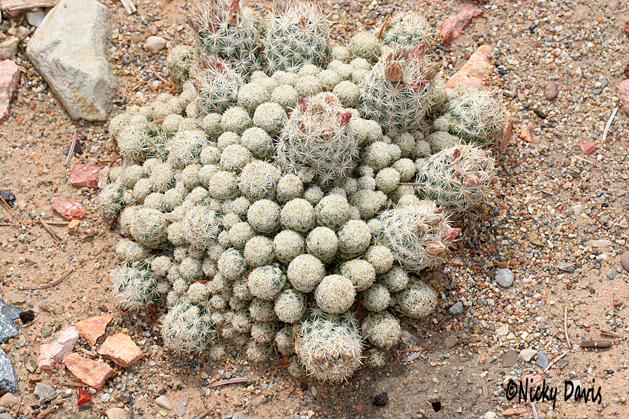 Balls of cactus