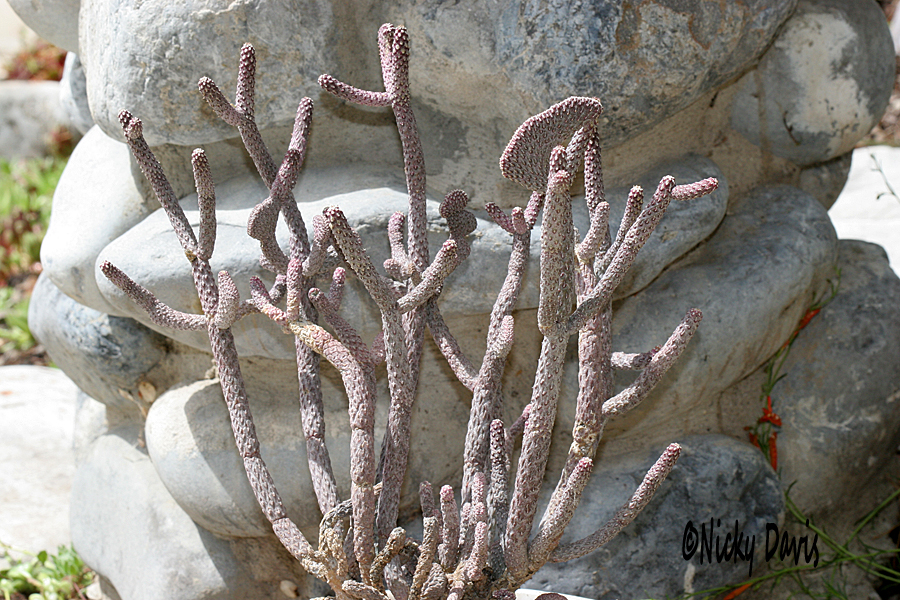 cactus with branches
